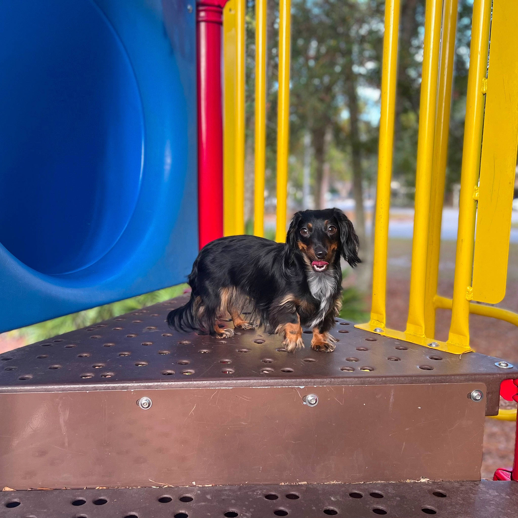 Lady Bird joined the competition — help win amazing prizes! canidae, carnivore, companion_dog, dog, dog_breed, dog_supply, electric_blue, flooring, fun, guard_dog, gun_dog, pet_supply, sporting_group, working_animal, working_dog