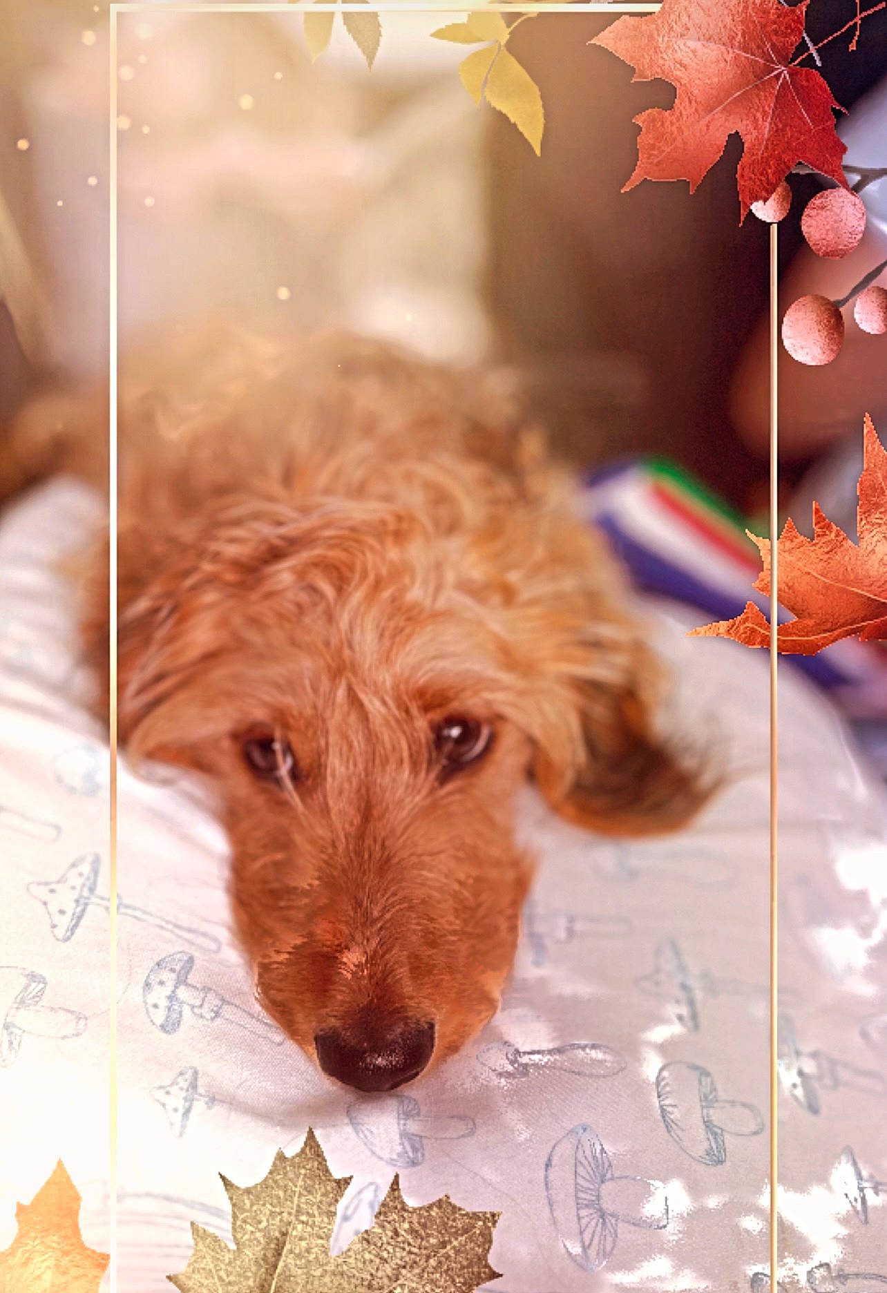 Teddy Nosevelt joined the competition — help win amazing prizes! art, canidae, carnivore, companion_dog, deciduous, dog, dog_breed, fawn, fur, handwriting, liver, snout, spaniel, sporting_group, terrier, tints_and_shades, toy_dog, twig, wood, working_animal