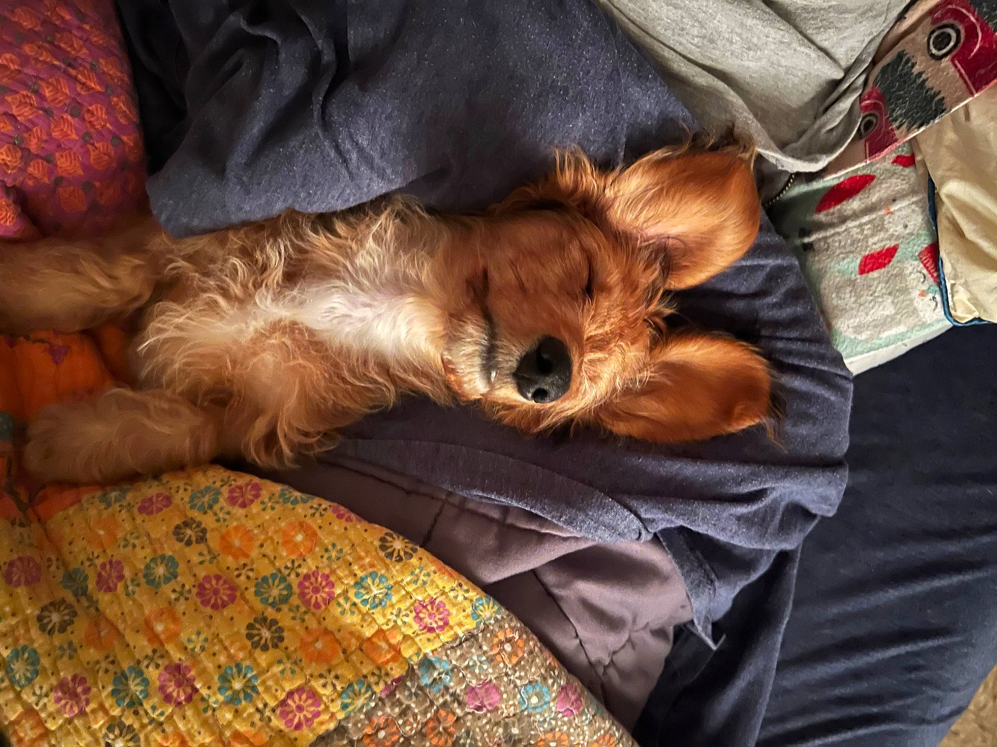 Teddy Nosevelt joined the competition — help win amazing prizes! bed, canidae, carnivore, comfort, companion_dog, corgi_chihuahua, dog, dog_breed, fawn, felidae, fur, liver, nap, pattern, sleep, snout, sporting_group, terrier, toy_dog, whiskers