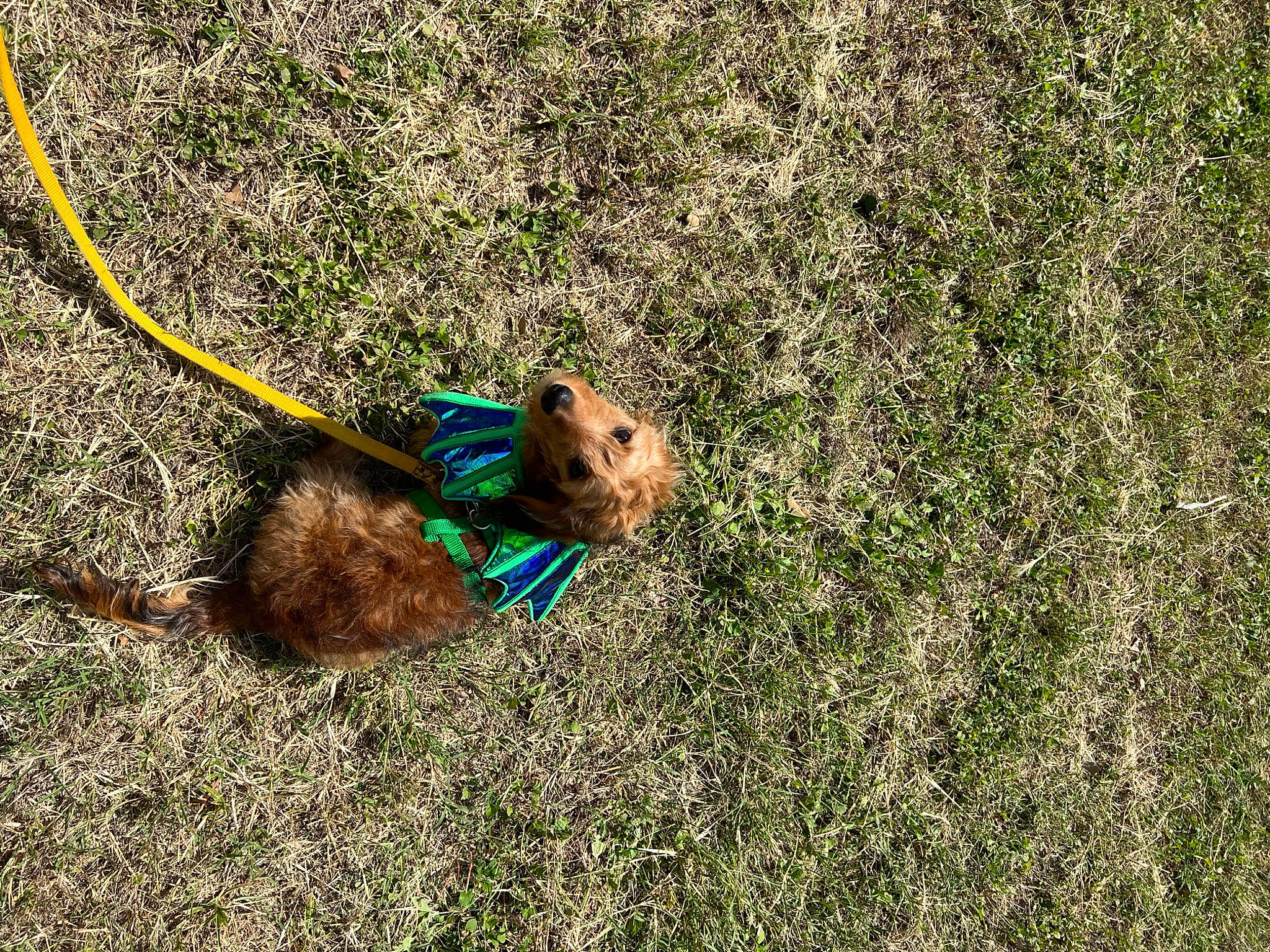 Teddy Nosevelt is registered to the contest to win money with this photo: canidae, carnivore, collar, companion_dog, dog, dog_breed, fawn, grass, grassland, groundcover, leash, people_in_nature, plant, prairie, shadow, shrub, soil, tail, terrestrial_animal, working_animal
