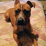 Lilgirl is registered to the contest to win money with this photo: dog, pet, brown_dog, collar, bed, quilt, indoor, animal, canine, ears, fur, resting, looking, floor, home, domestic, cute, companion, mammal, portrait