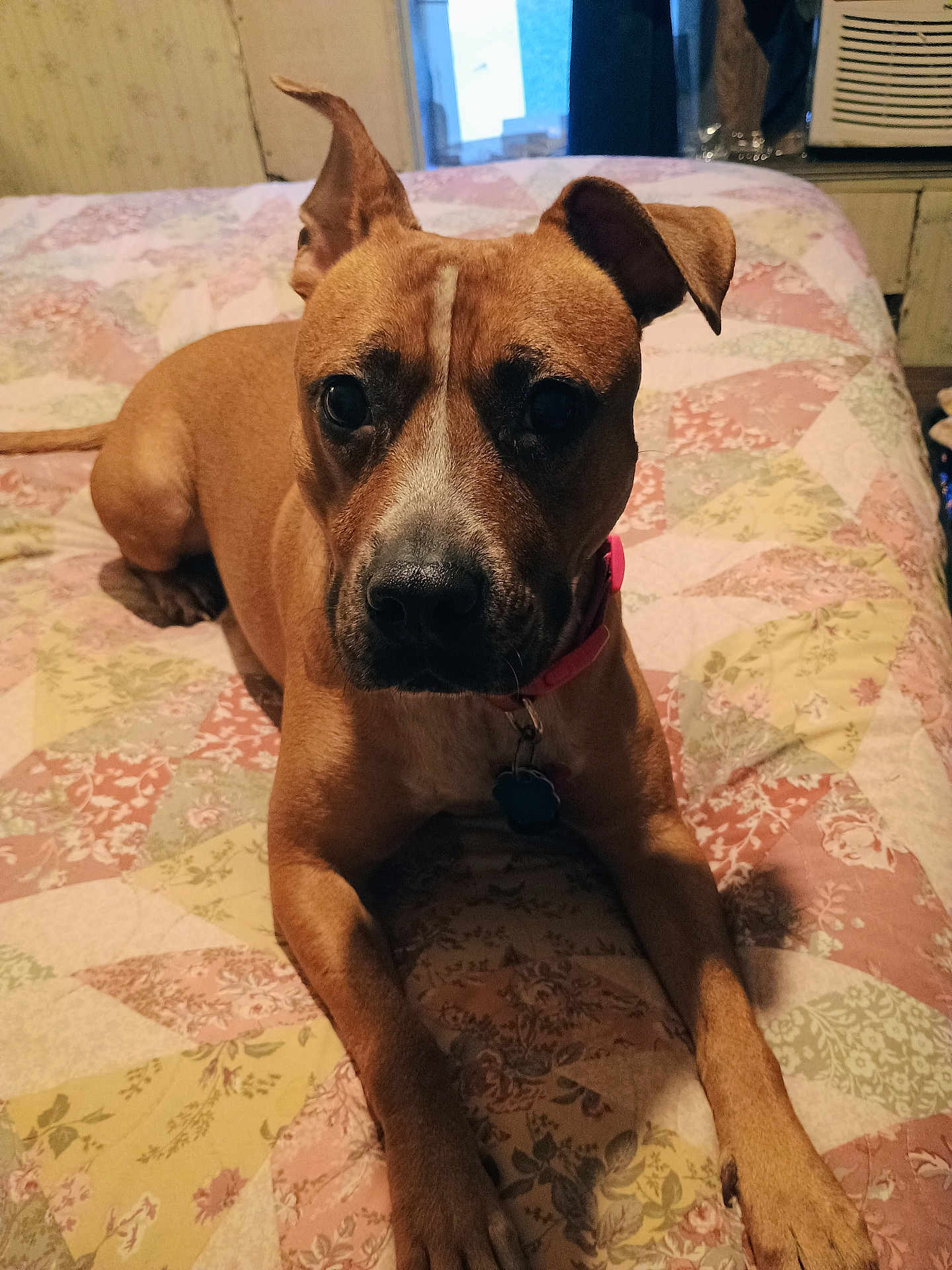 Lilgirl is registered to the contest to win money with this photo: dog, pet, brown_dog, collar, bed, quilt, indoor, animal, canine, ears, fur, resting, looking, floor, home, domestic, cute, companion, mammal, portrait