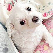 Nelly participe au concours pour gagner de l'argent avec cette photo : adorable, animal, blanket, close_up, companion, cozy, curious, curly_fur, cute, dog, domestic_animal, indoors, looking_up, pet, puppy, resting, small_dog, snuggling, soft_texture, white_fur
