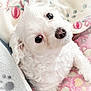 adorable, animal, blanket, close_up, companion, cozy, curious, curly_fur, cute, dog, domestic_animal, indoors, looking_up, pet, puppy, resting, small_dog, snuggling, soft_texture, white_fur