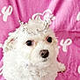 Nelly participe au concours pour gagner de l'argent avec cette photo : adorable, animal, cozy, crown, cute, dog, domestic_animal, fluffy, fur, indoors, looking_up, paw_prints, pet, pet_accessory, pink_blanket, portrait, sitting, small_dog, soft_texture, white_dog