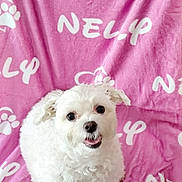 Nelly a rejoint le concours — aidez-le/la à gagner de superbes lots ! animal, blanket, companion, cozy, cute, dog, fluffy, friendly, fur, happy, indoor, looking_up, paw_print, pet, pink_blanket, sitting, small_dog, smiling, text, white_dog