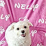 animal, blanket, companion, cozy, cute, dog, fluffy, friendly, fur, happy, indoor, looking_up, paw_print, pet, pink_blanket, sitting, small_dog, smiling, text, white_dog