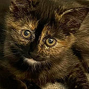 Lilas a rejoint le concours — aidez-le/la à gagner de superbes lots ! kitten, cat, tortoiseshell, pet, animal, feline, close_up, fur, eyes, cute, curious, whiskers, paw, indoor, lying_down, young, texture, soft_light, beige_background, portrait