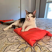 Mimi joined the competition — help win amazing prizes! cat, pet, animal, feline, white_cat, tabby, lying_down, sitting, bed, pillow, red_pillow, bedroom, indoor, home, patterned_bedding, window, natural_light, portrait, relaxed, cute
