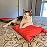 cat, pet, animal, feline, white_cat, tabby, lying_down, sitting, bed, pillow, red_pillow, bedroom, indoor, home, patterned_bedding, window, natural_light, portrait, relaxed, cute
