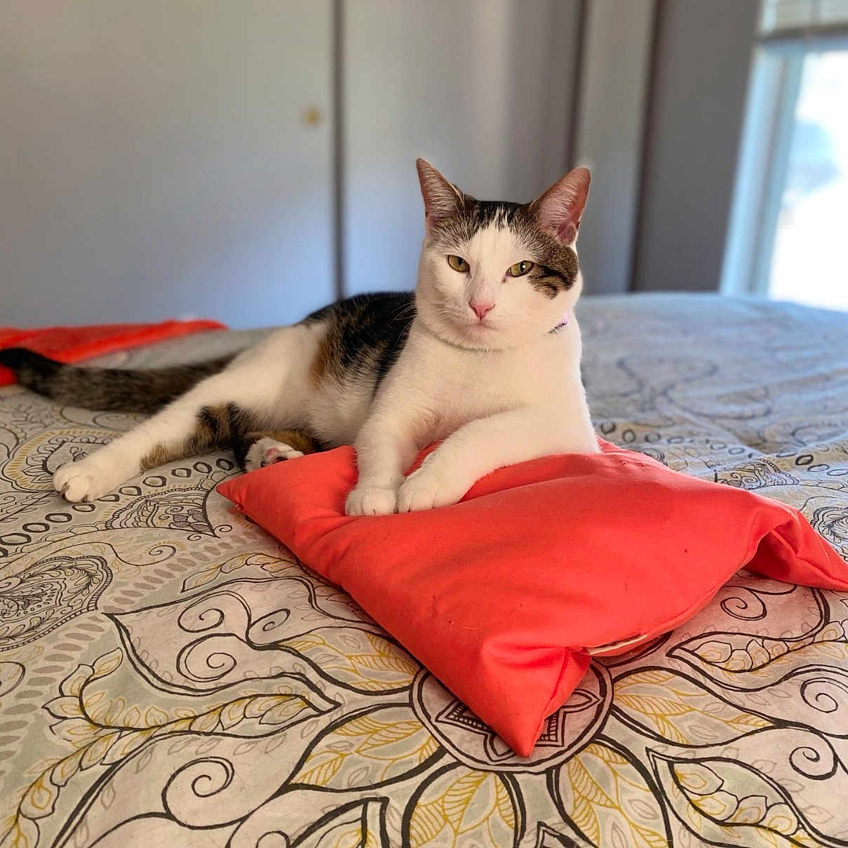 Mimi