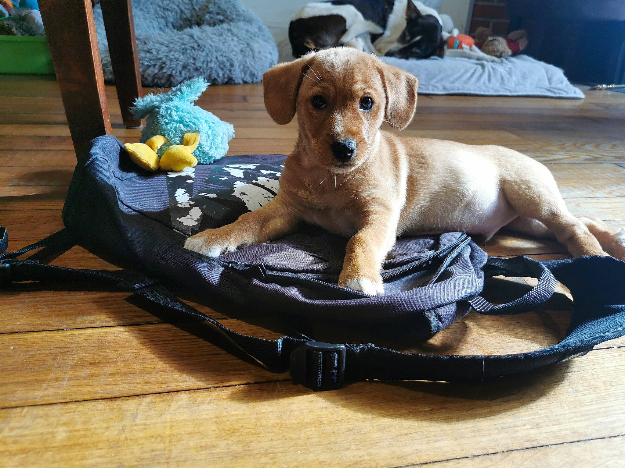 Ivar participe au concours pour gagner de l'argent avec cette photo : canidae, carnivore, collar, comfort, companion_dog, dog, dog_breed, dog_collar, dog_supply, fawn, gun_dog, hardwood, leash, liver, paw, pet_supply, snout, sporting_group, wood, working_animal