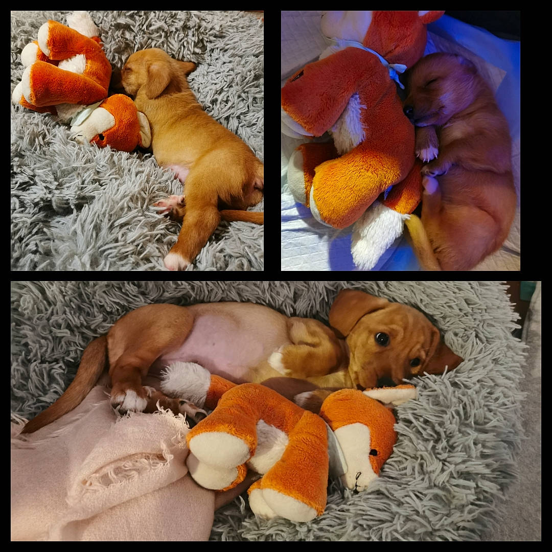 Ivar a rejoint le concours — aidez-le/la à gagner de superbes lots ! art, canidae, carnivore, collage, comfort, companion_dog, dog, dog_breed, dog_supply, fawn, fur, guard_dog, nap, organism, paw, photo_caption, snout, sporting_group, stock_photography, working_animal