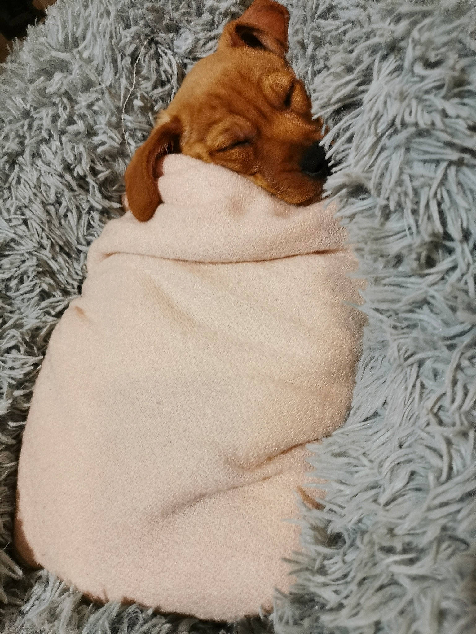 Ivar a rejoint le concours — aidez-le/la à gagner de superbes lots ! bedding, canidae, carnivore, cat, comfort, companion_dog, dog_breed, fawn, felidae, flooring, fur, linens, small_to_medium_sized_cats, sporting_group, tail, textile, toy, whiskers, wood, wool