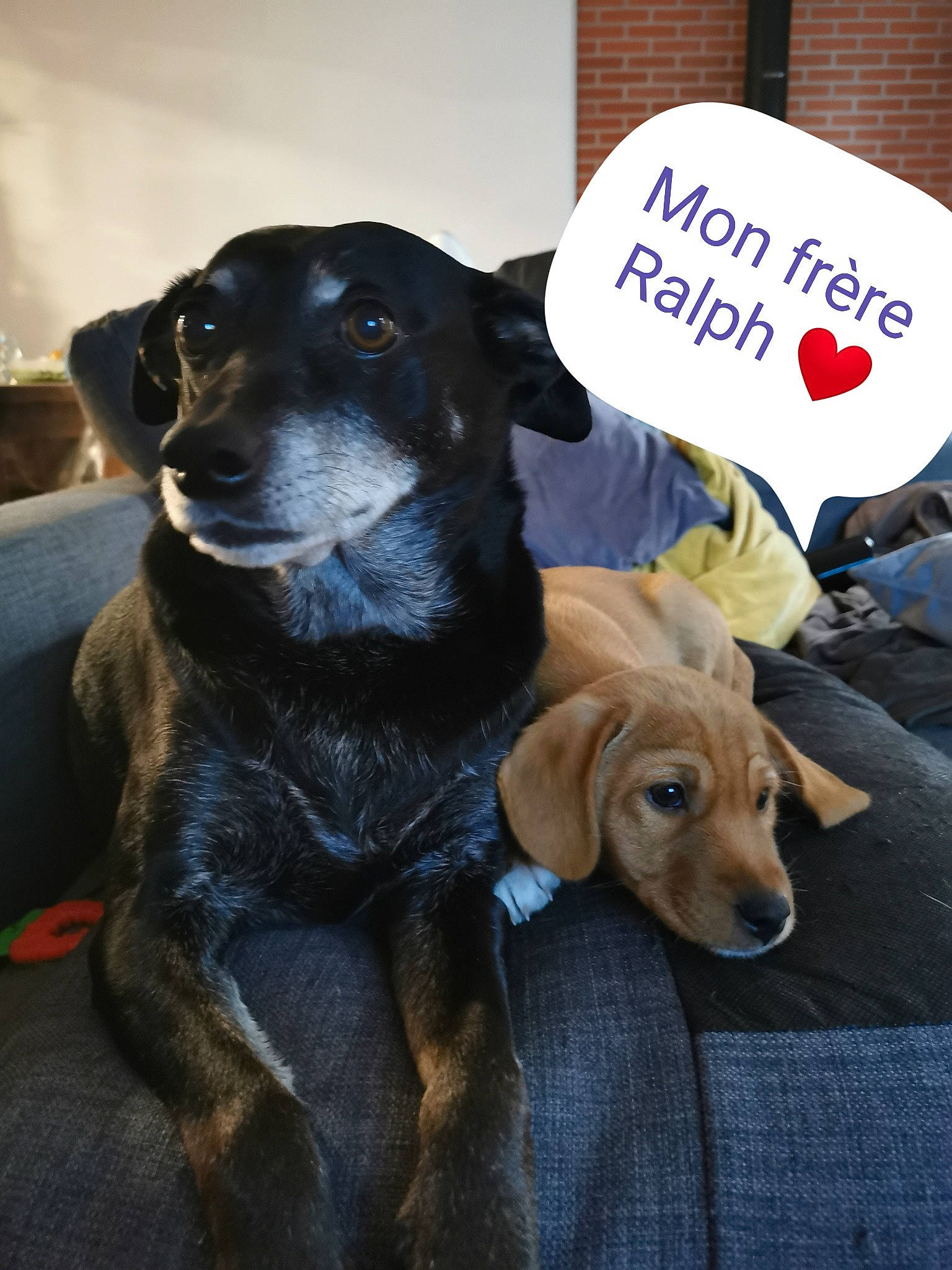 Ivar participe au concours pour gagner de l'argent avec cette photo : canidae, carnivore, collar, companion_dog, dog, dog_breed, dog_collar, dog_supply, event, fawn, fur, guard_dog, leash, liver, pet_supply, puppy, snout, sporting_group, working_animal, working_dog