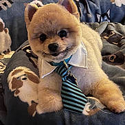 Tank joined the competition — help win amazing prizes! dog, pomeranian, pet, cute, tie, collar, blanket, pattern, indoor, fur, animal, small_dog, resting, closeup, cozy, portrait, face, adorable, domestic_animal, laying