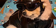 Tank joined the competition — help win amazing prizes! dog, pomeranian, helmet, goggles, leather_jacket, pet_clothing, indoor, blanket, fluffy, cute, animal, pet, fashion, costume, bedroom, colorful, fur, small_dog, accessory, portrait