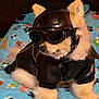 dog, pomeranian, helmet, goggles, leather_jacket, pet_clothing, indoor, blanket, fluffy, cute, animal, pet, fashion, costume, bedroom, colorful, fur, small_dog, accessory, portrait