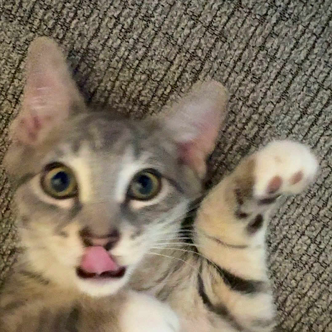 Miso