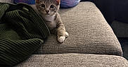 Miso joined the competition — help win amazing prizes! kitten, cat, sofa, couch, pillow, person, blanket, furniture, indoor, cute, pet, animal, gray, colorful, fluffy, relaxing, cozy, top_hat, digital_edit, living_room