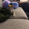 kitten, cat, sofa, couch, pillow, person, blanket, furniture, indoor, cute, pet, animal, gray, colorful, fluffy, relaxing, cozy, top_hat, digital_edit, living_room