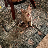 Miso is registered to the contest to win money with this photo: kitten, cat, indoor, rug, wooden_table, pet, playful, small_animal, feline, young_cat, meow, patterned_rug, cozy, domestic, table_leg, floor, cute, animal, whiskers, fur