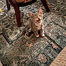 kitten, cat, indoor, rug, wooden_table, pet, playful, small_animal, feline, young_cat, meow, patterned_rug, cozy, domestic, table_leg, floor, cute, animal, whiskers, fur