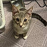 Miso is registered to the contest to win money with this photo: kitten, cat, tabby, floor, litter_scoop, litter_box, curious, pet, indoor, whiskers, ears, tail, wide_eyes, cute, small, young, feline, looking_up, animal, domestic