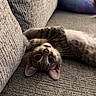Miso is registered to the contest to win money with this photo: cat, tabby_cat, upside_down, couch, gray_couch, paw, whiskers, feline, pet, indoor, cozy, curious, playful, fur, ears, close_up, relaxing, textured_fabric, pillow, colorful_pillow