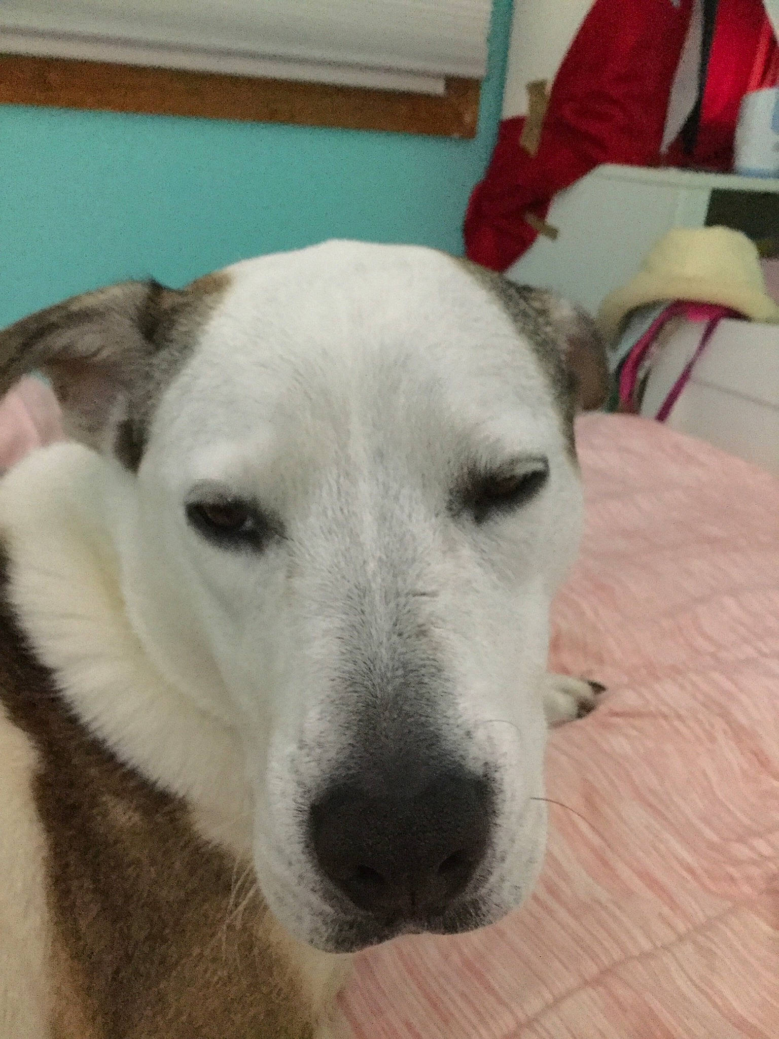 Delilah joined the competition — help win amazing prizes! akbash_dog, canidae, carnivore, dog, dog_breed, mammal, nose, rare_breed_dog, snout, sporting_group, vertebrate, whiskers