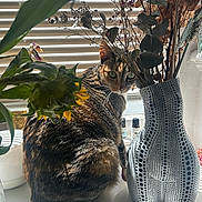 Gaia is registered to the contest to win money with this photo: cat, tabby, animal, pet, vase, dried_flowers, windowsill, sunlight, shadow, indoor, blinds, plant, curious, fur, nature, decor, still_life, greenery, houseplant, window