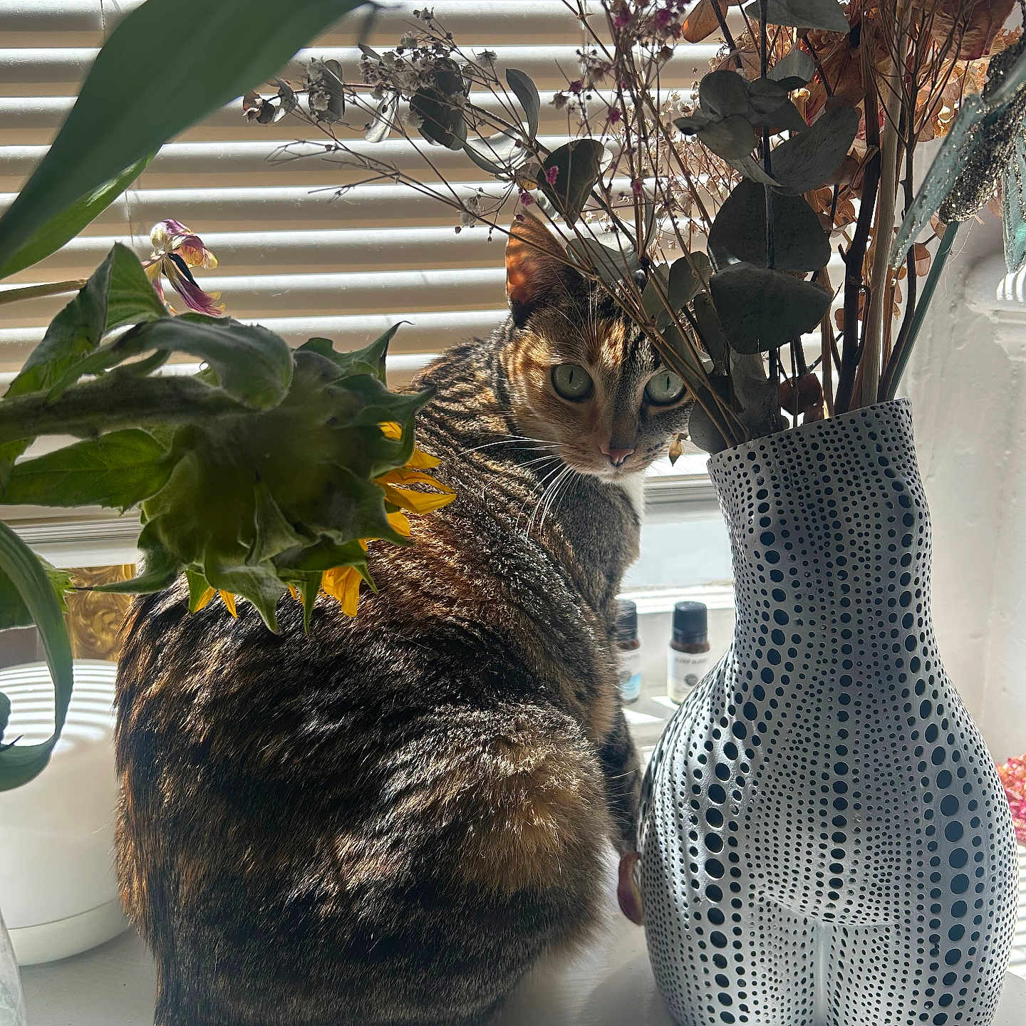 Gaia