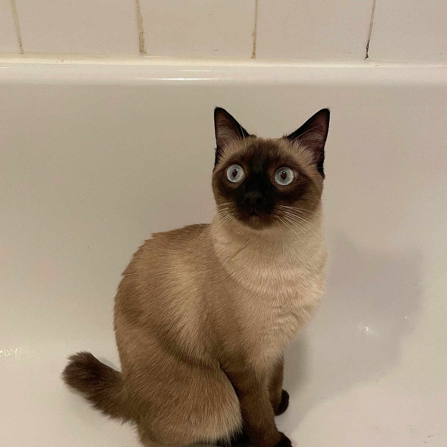 Toby a rejoint le concours — aidez-le/la à gagner de superbes lots ! animal, bathing, bathtub, cat, kitten, manx, person, pet, siamese, sink, tub