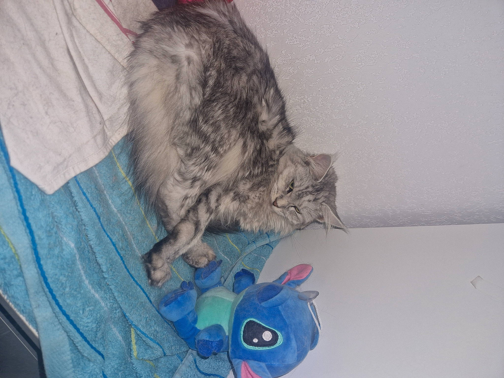 Snow a rejoint le concours — aidez-le/la à gagner de superbes lots ! carnivore, cat, claw, comfort, domestic_short_haired_cat, electric_blue, felidae, fur, grey, mammal, paw, small_to_medium_sized_cats, stuffed_toy, tail, whiskers