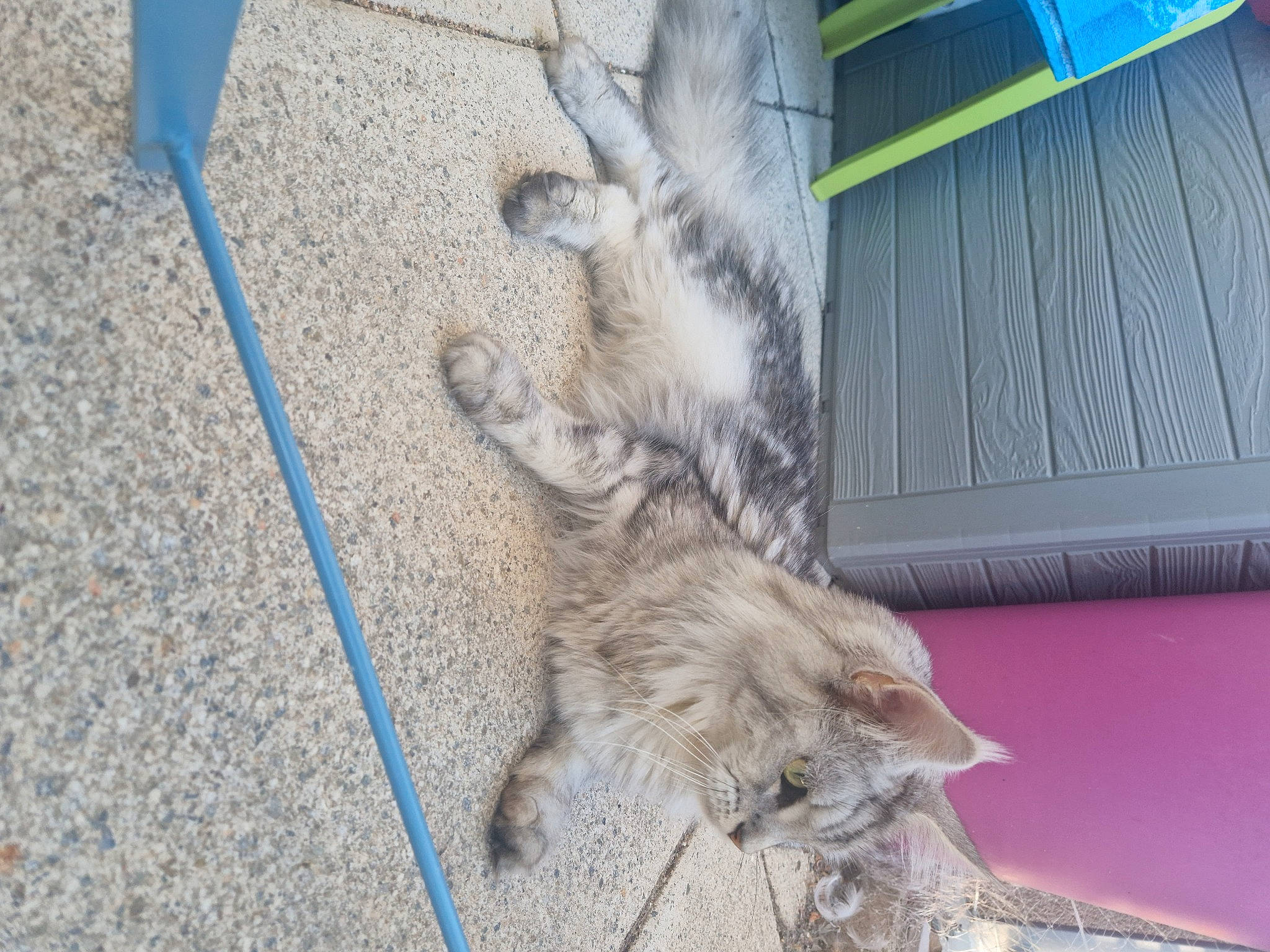 Snow a rejoint le concours — aidez-le/la à gagner de superbes lots ! canidae, carnivore, cat, claw, dog_breed, domestic_short_haired_cat, fawn, felidae, flooring, fur, paw, small_to_medium_sized_cats, snout, sporting_group, tail, terrestrial_animal, whiskers, wildlife, wood