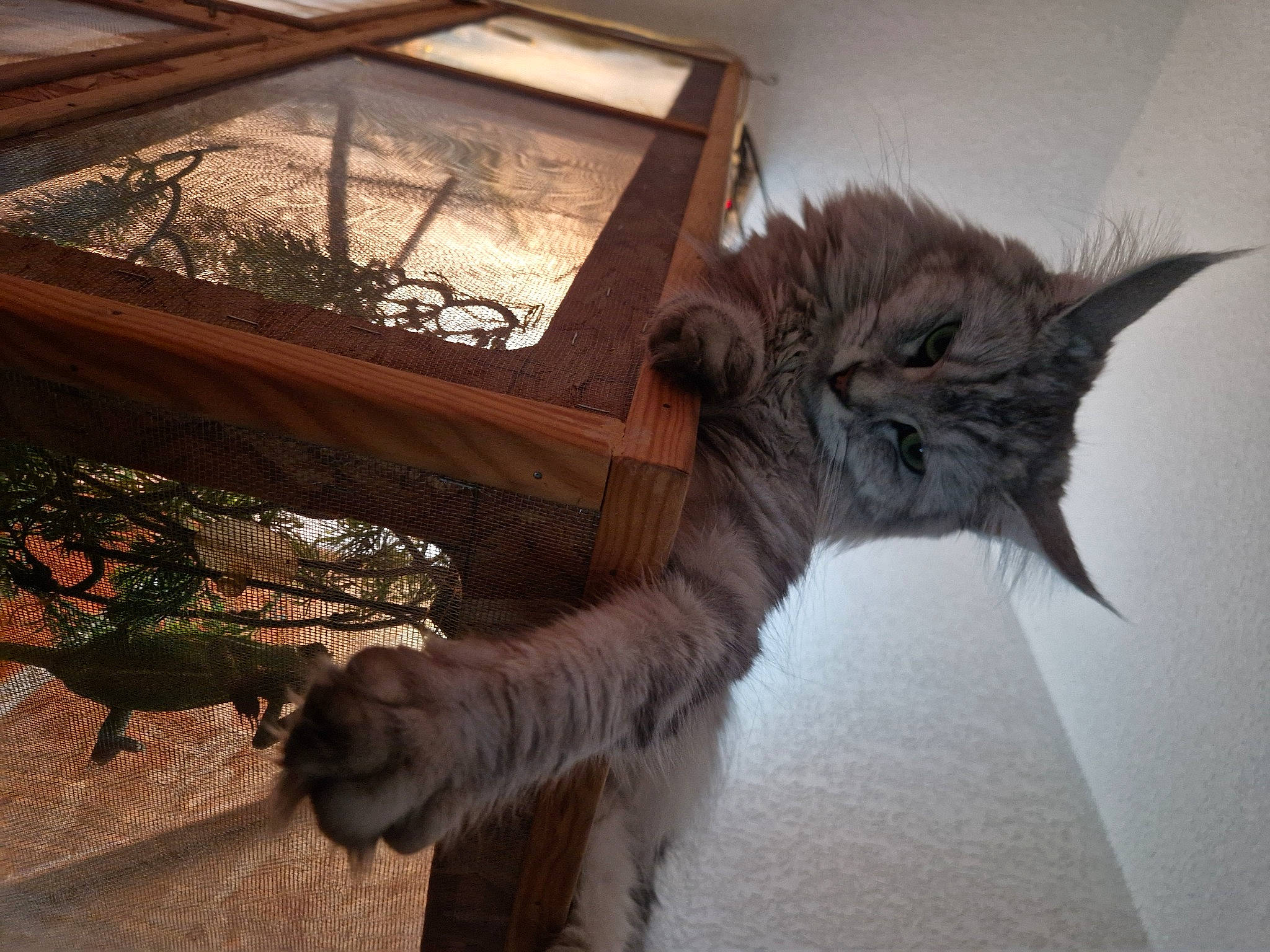 Snow a rejoint le concours — aidez-le/la à gagner de superbes lots ! carnivore, cat, claw, domestic_short_haired_cat, feather, felidae, fur, hardwood, house, plant, room, small_to_medium_sized_cats, tail, tints_and_shades, tree, twig, whiskers, window, winter, wood