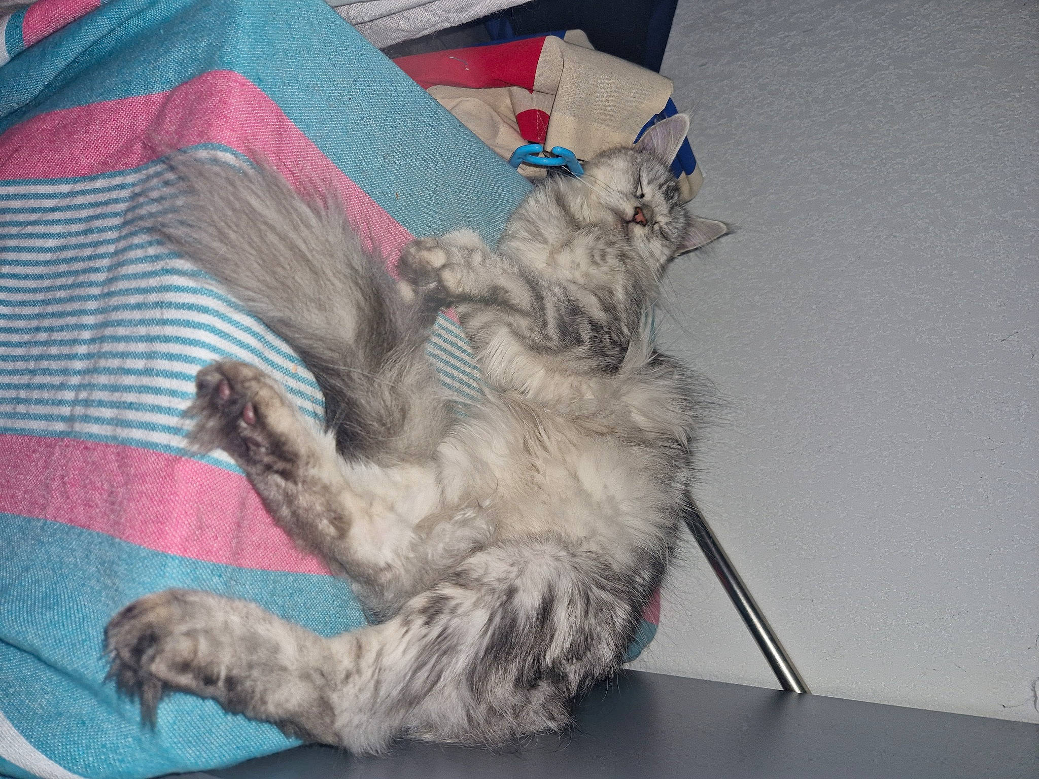 Snow a rejoint le concours — aidez-le/la à gagner de superbes lots ! canidae, carnivore, cat, claw, comfort, companion_dog, dog_breed, domestic_short_haired_cat, fawn, felidae, fur, grey, linens, paw, plaid, small_to_medium_sized_cats, sporting_group, tail, tartan, whiskers