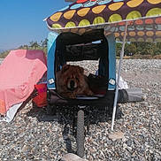Latica a rejoint le concours — aidez-le/la à gagner de superbes lots ! dog, pet_stroller, umbrella, beach, rocks, towel, outdoor, sunshade, summer, relaxation, animal, canine, resting, colorful, shade, vacation, leisure, nature, daytime, recreation