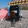 dog, pet_stroller, umbrella, beach, rocks, towel, outdoor, sunshade, summer, relaxation, animal, canine, resting, colorful, shade, vacation, leisure, nature, daytime, recreation