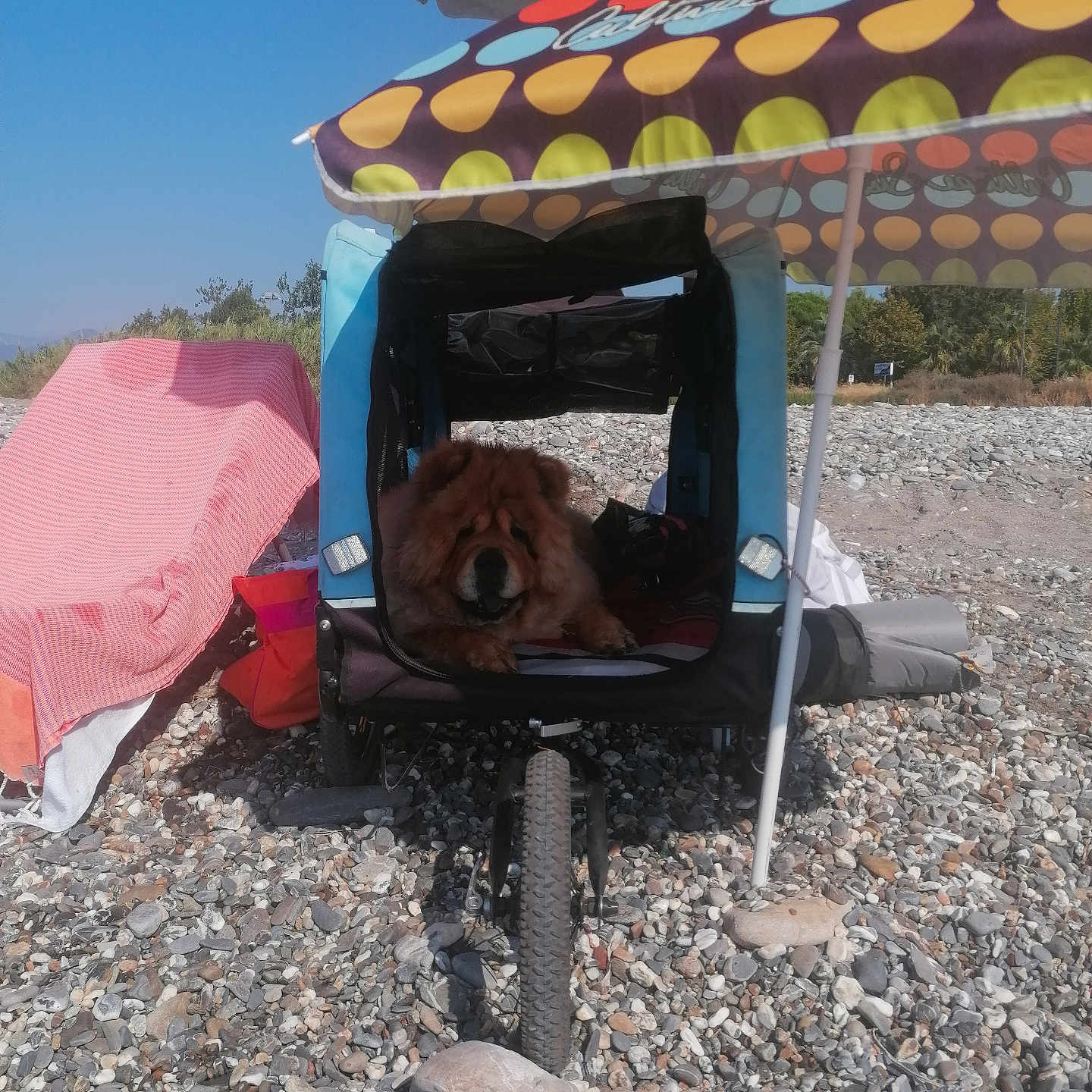Latica a rejoint le concours — aidez-le/la à gagner de superbes lots ! animal, beach, canine, colorful, daytime, dog, leisure, nature, outdoor, pet_stroller, recreation, relaxation, resting, rocks, shade, summer, sunshade, towel, umbrella, vacation
