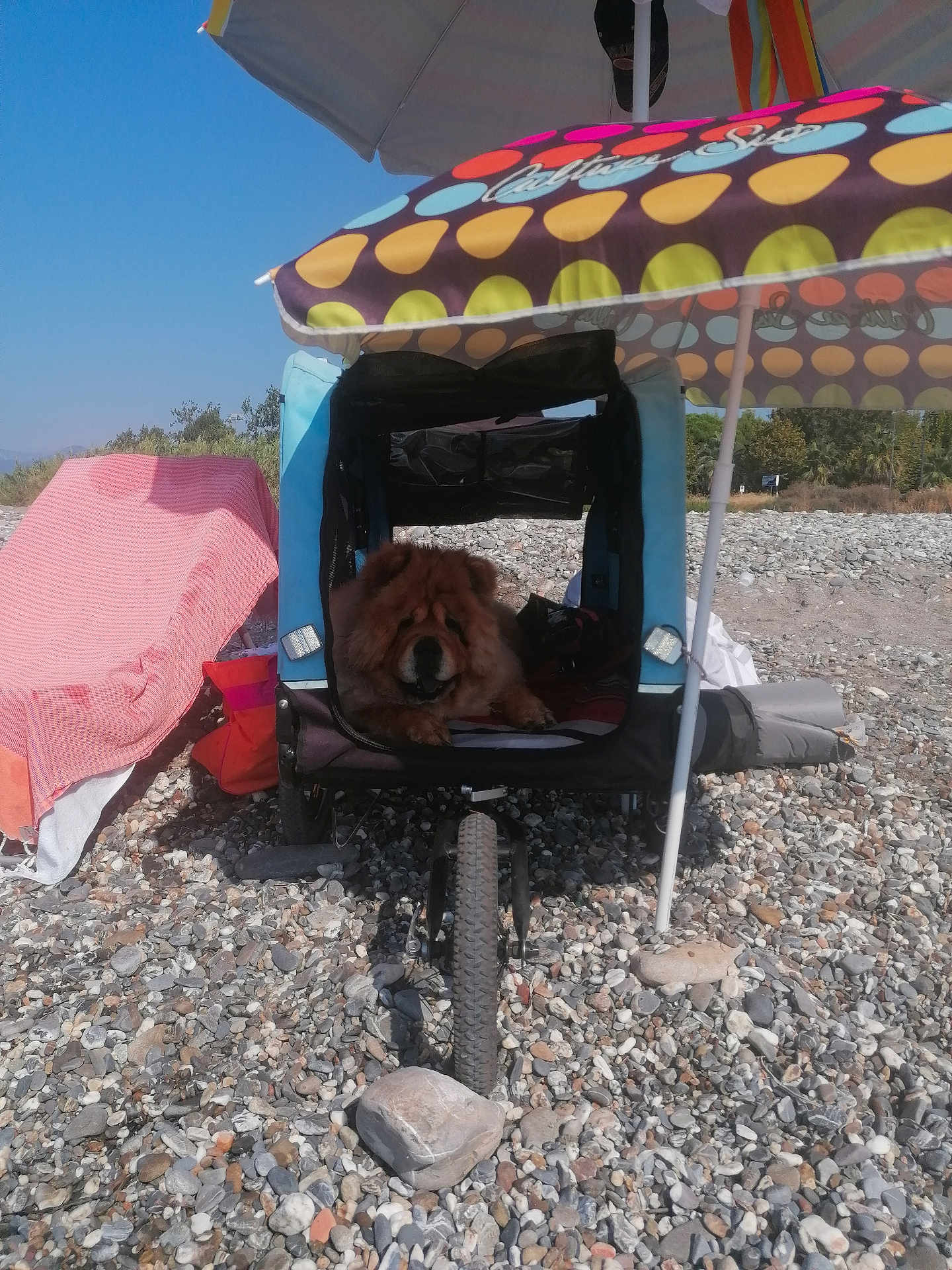 Latica a rejoint le concours — aidez-le/la à gagner de superbes lots ! dog, pet_stroller, umbrella, beach, rocks, towel, outdoor, sunshade, summer, relaxation, animal, canine, resting, colorful, shade, vacation, leisure, nature, daytime, recreation
