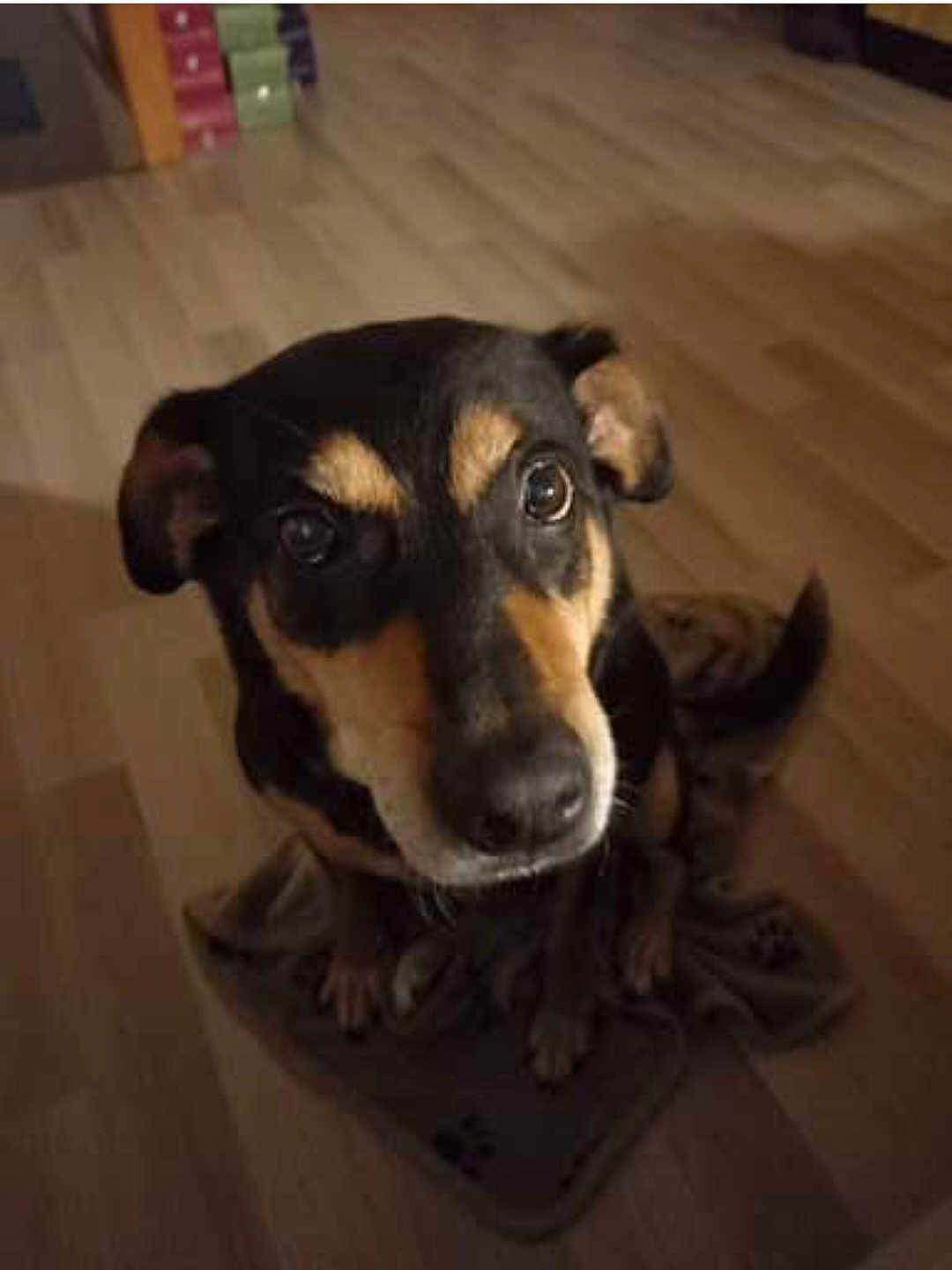 Gaia participe au concours pour gagner de l'argent avec cette photo : animal, black, brown, canine, cozy, cute, dog, domestic, ears, expression, eyes, floor, fur, indoor, looking_up, mat, pet, tail, waiting, wooden_floor