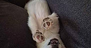 Avannah participe au concours pour gagner de l'argent avec cette photo : dog, puppy, white_fur, upside_down, lying_down, smiling, open_mouth, paws, paw_pads, ears, portrait, couch, sofa, cushions, indoor, home, relaxed, playful, funny, pet