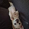 dog, puppy, white_fur, upside_down, lying_down, smiling, open_mouth, paws, paw_pads, ears, portrait, couch, sofa, cushions, indoor, home, relaxed, playful, funny, pet