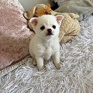 Avannah a rejoint le concours — aidez-le/la à gagner de superbes lots ! puppy, dog, white_fur, small_dog, sitting, portrait, cute, adorable, indoors, rug, fluffy_rug, pillows, stuffed_animal, teddy_bear, couch, home, pet, animal, closeup, soft_lighting