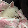 Avannah a rejoint le concours — aidez-le/la à gagner de superbes lots ! puppy, dog, sleeping, white_fur, small_dog, closed_eyes, pointed_ears, snout, black_nose, pink_blanket, fluffy_blanket, cozy, cuddled, indoors, seat, resting, cute, peaceful, portrait, pet