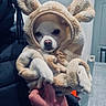 Avannah participe au concours pour gagner de l'argent avec cette photo : dog, small_dog, white_dog, costume, sun_costume, fluffy, pet, animal, portrait, close_up, indoors, couch, hallway, hand, being_held, cute, funny, costume_hat, centered_subject, vertical_photo