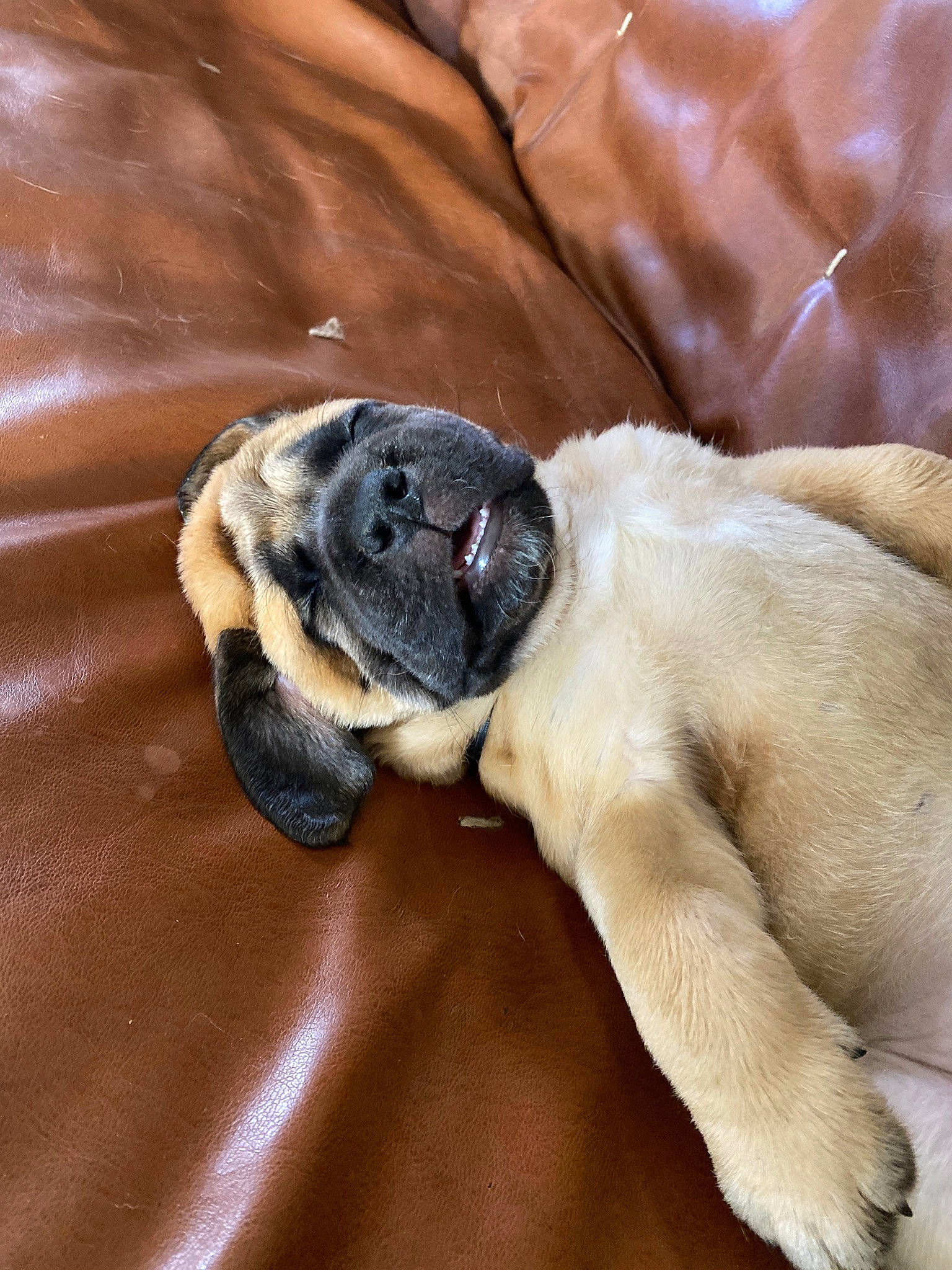 Gronk is registered to the contest to win money with this photo: canidae, carnivore, comfort, companion_dog, dog, dog_breed, fawn, fur, non_sporting_group, paw, pet_supply, pug, snout, sporting_group, tail, terrestrial_animal, toy_dog, whiskers, working_animal, wrinkle