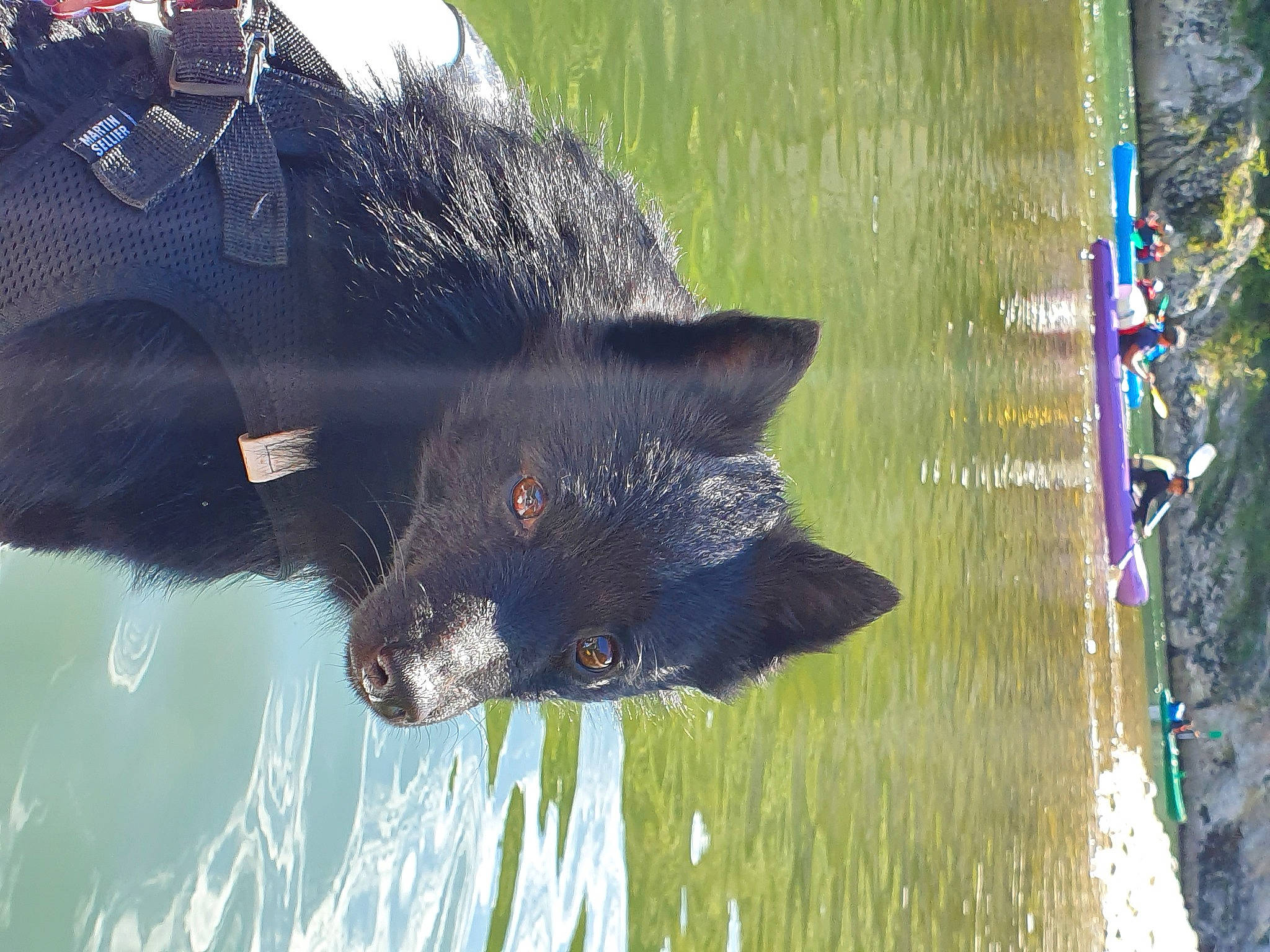 Roc participe au concours pour gagner de l'argent avec cette photo : canidae, carnivore, dog, dog_breed, felidae, fur, grass, lake, organism, plant, reflection, small_to_medium_sized_cats, sporting_group, tail, terrestrial_animal, tree, water, whiskers, wildlife, working_animal