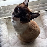 Sadie joined the competition — help win amazing prizes! cat, siamese_cat, pet_bed, whiskers, window_blinds, indoor, feline, curious, soft_texture, close_up, animal, cozy, brown_fur, white_fur, looking_up, sitting, domestic_animal, natural_light, cute, portrait